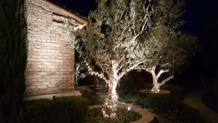 Olive tree Spot Lighting